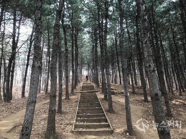 서울 강서구 소재 봉제산의 전나무 숲길