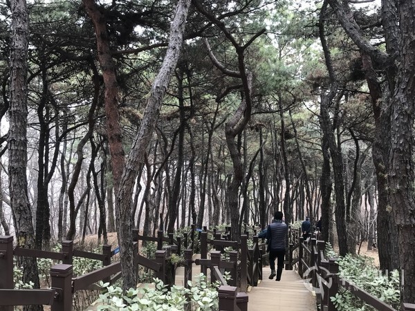 서울 강서구 소재 봉제산의 소나무 숲길