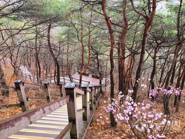 문수산 정상에서 산림욕장으로 내려가는 나무데크길 