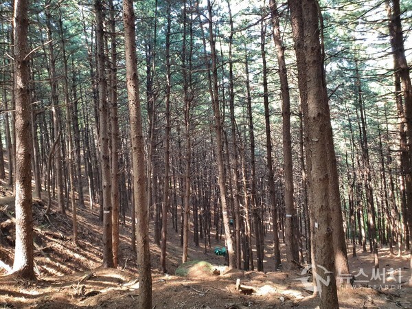 검단산 잣나무숲. 검단산 정상에서 곱돌약수터와 전망 정자를 거쳐 한국애니메이션고교쪽으로 하산하다 보면 인공적으로 조성된 ‘잣나무숲’에 이르게 된다. 검단산 '잣나무숲'은 피톤치드가 풍부한 산림욕 힐링명소로 널리 이름난 곳이다. 이곳에서 서 있는 것만으로 산림욕이 저절로 된다.