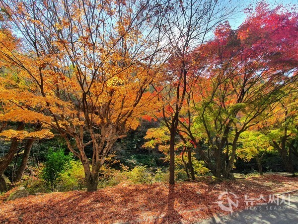 모악산 등산로에 만발한 가을 단풍