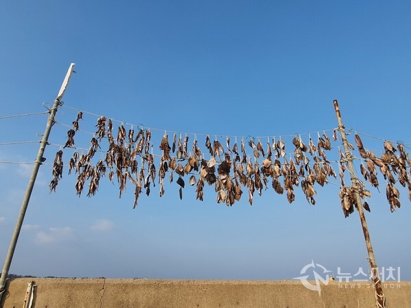 공현진 해변 물고기 해풍 건조. 강원 고성군 죽왕면 공현진 해변에는 빨래줄 같은 시설을 하여 빨래를 널어 말리듯이 잡은 물고기를 바닷바람에 말리는 풍경이 펼쳐져 있었는데, 겨울 시골어촌의 정감있는 모습이다.
