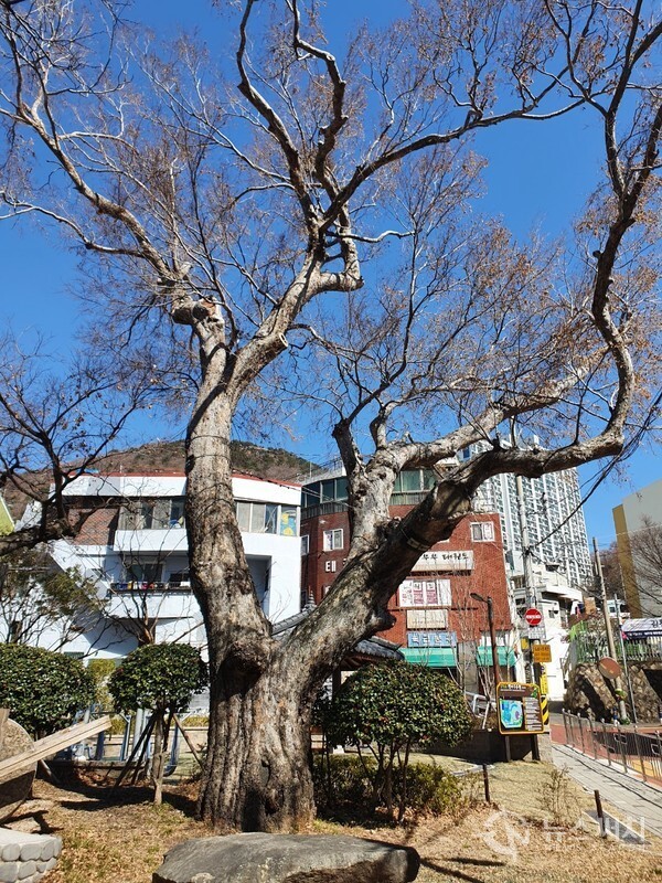 감천초등학교 앞 팽나무. 팽나무는 ‘포구나무’라고도 불리운다. 감천초등학교 앞에는 400년이 넘는 오랜시간 동안 마을과 주민들을 수호하여 왔던 보호수 팽나무가 길게 가지를 늘어뜨리며 자태를 뽐내고 있다. 
