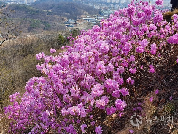 계양산 진달래. 인천 계양산의 4월은 붉은 진달래로 유명하다. 계양산을 산행하다 붉은 진달래 군락지를 지나다보면 붉은 핏빛 팜므파탈의 유혹에서 헤어나질 못하게 된다.