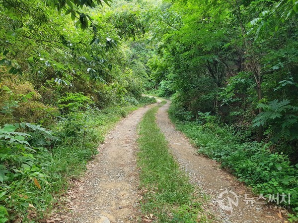 면화산 임도. 경남 고성군 거류면과 통영시 황도면 경계에 해발 413m 높이의 ‘면화산’이 있다. 고성군 거류면 화당리에는 ‘화당로’라는 해변도로가 있다. ‘화당로’는 동쪽방향으로 면화산 숲으로 이어지는데, 완만한 오르막 아스팔트 포장도로가 계속되다가 언덕에 올라서면 비포장 숲속 면화산 임도로 바뀐다. 면화산 임도를 한창 걷다보면 어느덧 고성군 거류면 화당리를 뒤로 하게 되고 통영시 광도면 황리에 접어들게 된다. 