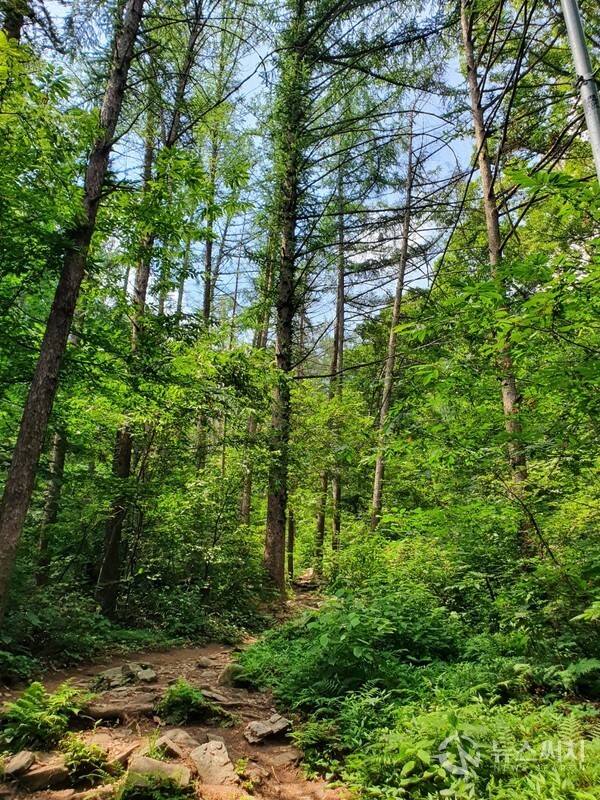 계족산 산길. ‘계족산 숲속공연장’에서 황톳길과 일반 산길이 나뉘는데, 우측이 일반산길이다. 일반 산길을 약 30여분 정도 걸어 올라가면 황톳길, 임도삼거리, 숲속공연장, 계족산성, 산디마을로 흩어지는 갈림길에 도착하게 된다.