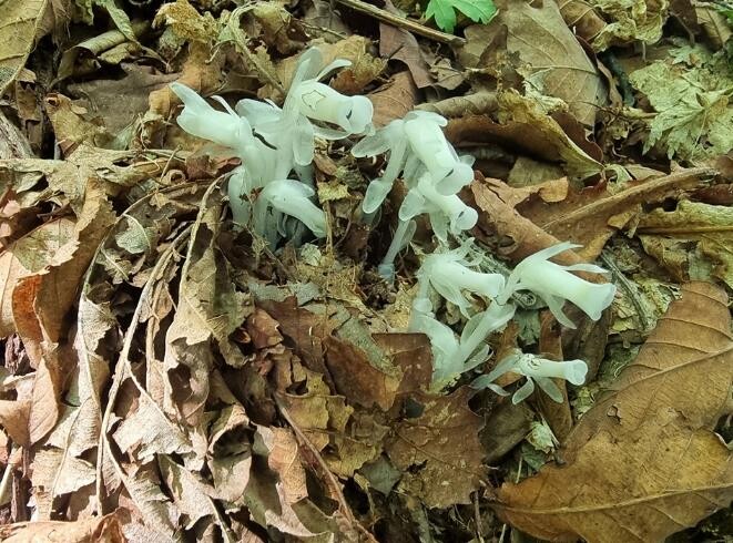 경기도산림환경연구소, 도내 