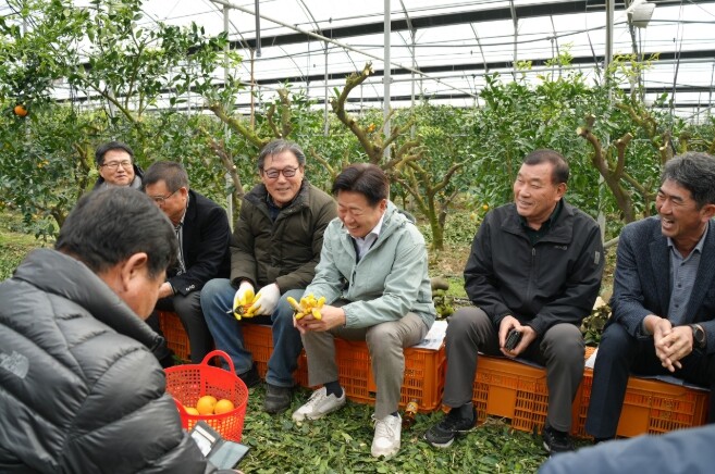 제주 만감류 가격 회복세 속 한라봉 ...